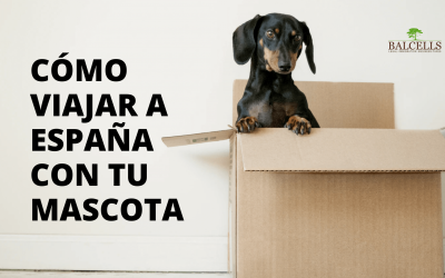 Viajar a España con Mascotas o Animales: Leyes y Requisitos de Entrada