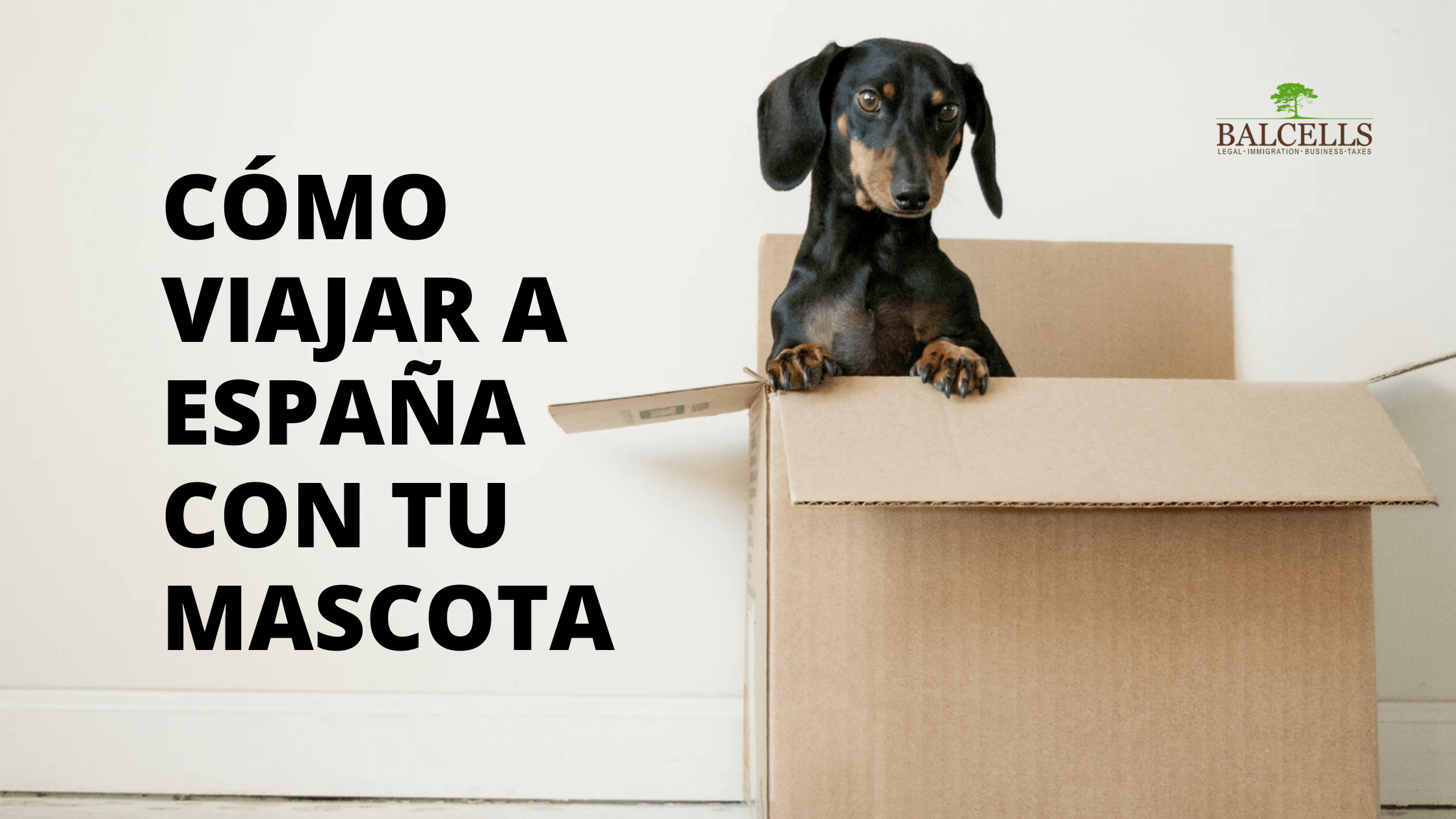 a España Mascotas o Animales: Leyes y Requisitos